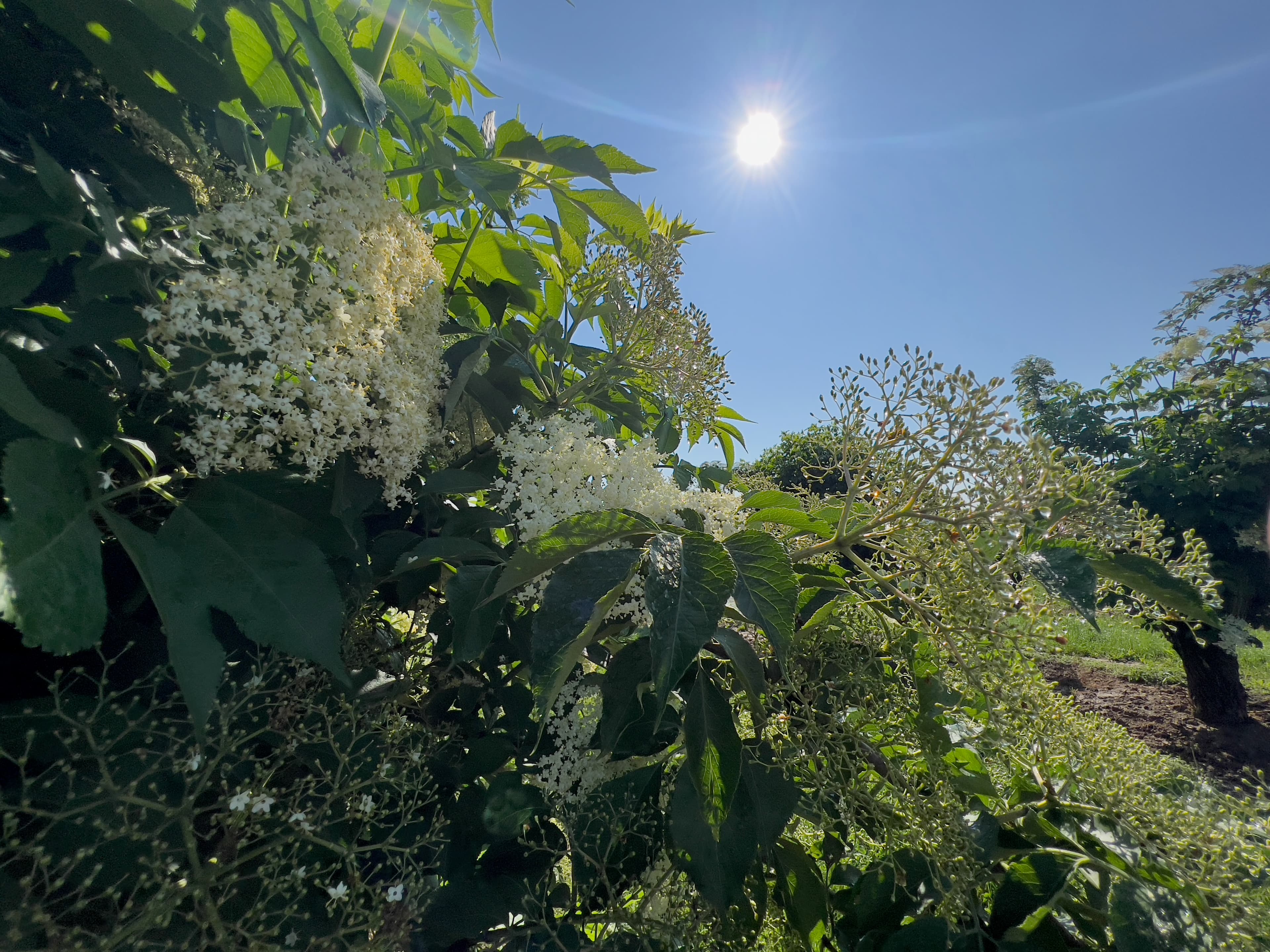 Blühender Holunder in der Sommersonne